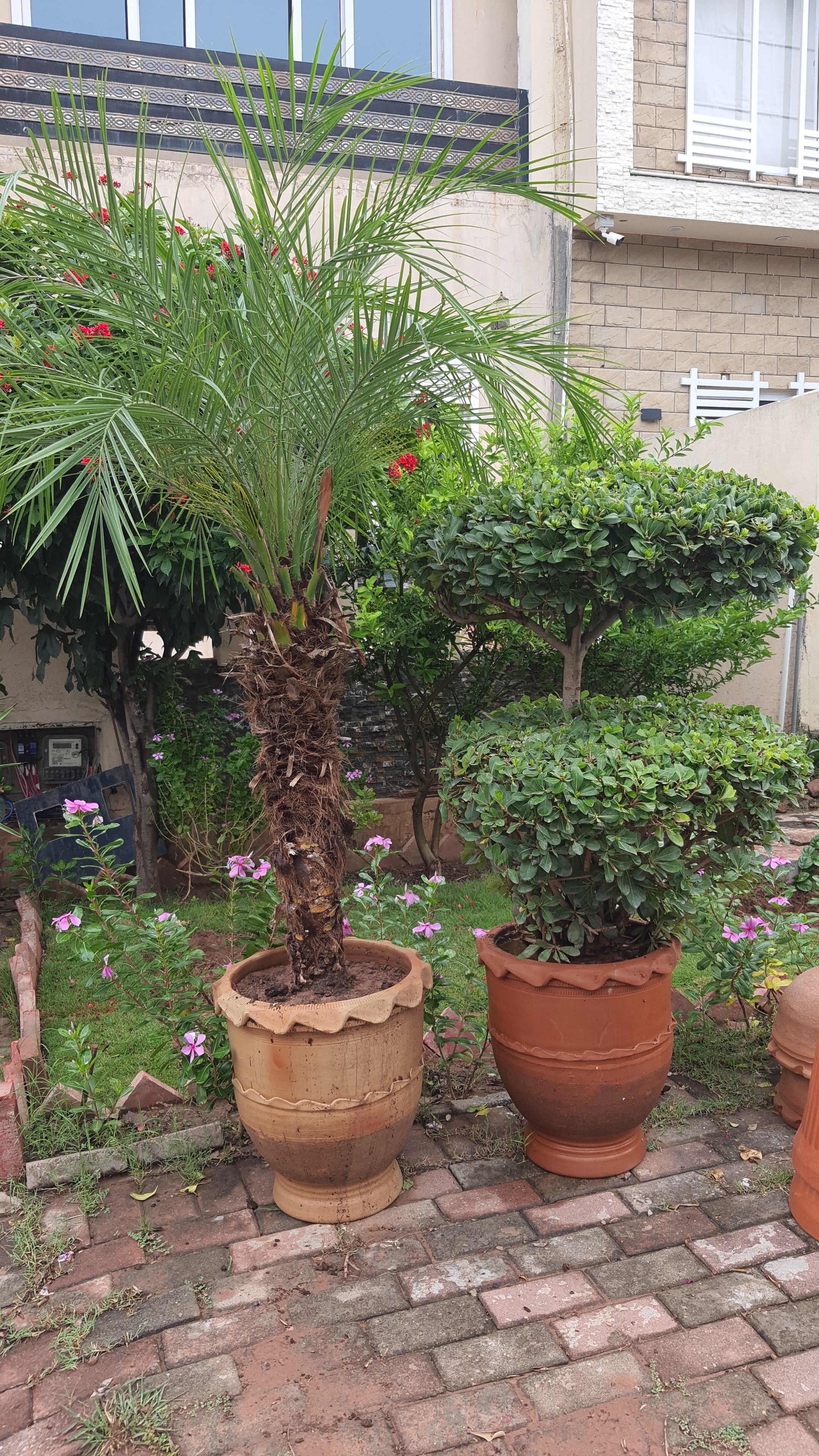 Palm(left) topiary( right)